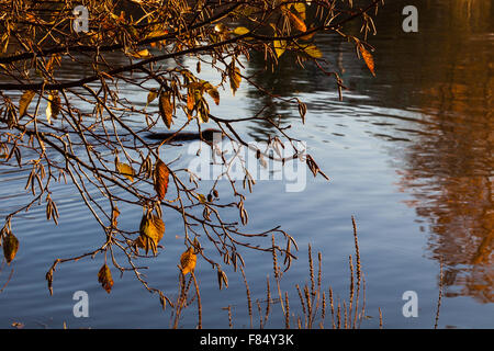 Les branches et les feuilles d'aulne surplombant une rivière avec un castor à la nage par. Banque D'Images