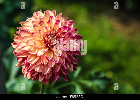 Fleur rouge et jaune dahlia (Dahlia Hortensis) Banque D'Images