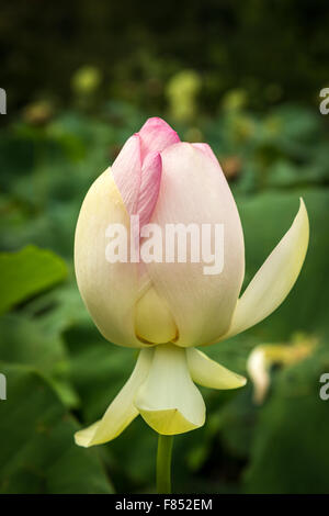 Bourgeon de fleur de lotus (Nelumbo nucifera) Banque D'Images