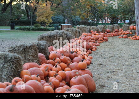 Les citrouilles à l'Arboretum de Dallas Banque D'Images