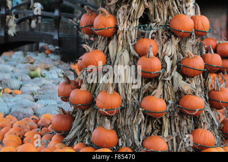 Les citrouilles à l'Arboretum de Dallas Banque D'Images