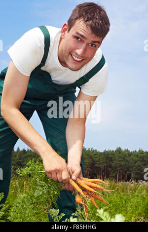 Travailleurs agricoles saisonniers se creuser dans les carottes dans un champ Banque D'Images