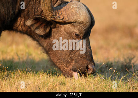 Portrait d'une Afrique de l'alimentation ou buffle (Syncerus caffer), parc national Addo, Afrique du Sud Banque D'Images