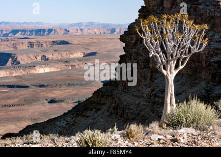 Quiver Tree (Aloe dichotoma) à Fish River Canyon - près de Fish River Lodge - Région Karas, Namibie, Afrique Banque D'Images