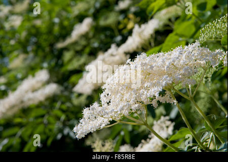 Sambucus nigra gros plan de fleurs blanches, la floraison des plantes arbustives médicinales dans la famille Adoxaceae, arbre à feuilles caduques d'un aîné appelé... Banque D'Images