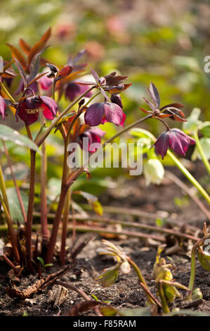 L'hellébore, la floraison des fleurs couleur claret poisonus plante de la famille des Ranunculaceae, qui fleurit en mars début du printemps... Banque D'Images