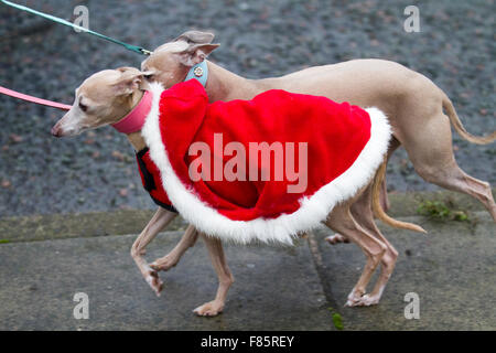 Les costumes de Noël de chiens dans la région de Liverpool, Merseyside, Royaume-Uni 6e décembre, 2015. L'Medicash Santa Dash cours commence et se termine dans le centre-ville de Liverpool avec un 5K à partir de la jetée tête sur Boulevard Canada devant le foie des bâtiments. Il termine en face de l'hôtel de ville au château de rue. Organisateurs de la Liverpool Santa Dash avait dit qu'ils peuvent laisser tomber le terme de bienfaisance en raison de l'augmentation des frais du conseil, avec l'événement co-ordinators BTR Liverpool Liverpool City Council payer plus de £17 000 à l'étape la course de cette année. Banque D'Images