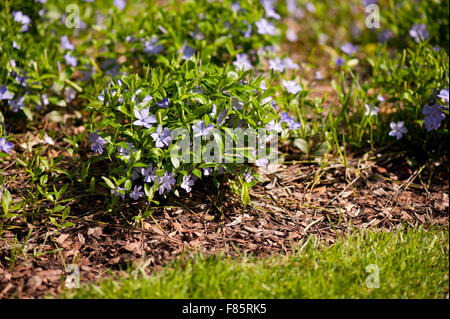 Vinca fleurs jardin literie, famille Apocynaceae pervenche ou myrtle bright violet purple plantes à fleurs avec des ... Banque D'Images