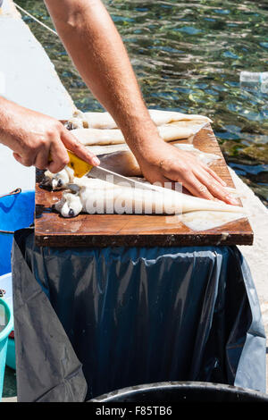 Santorin. Close up of man's hands holding squid tout en réduisant l'éviscération et elle avec un couteau. Rangée de squid sur petite table en bois à l'extérieur. Banque D'Images