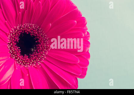 Détail d'un gerbera rouge Banque D'Images