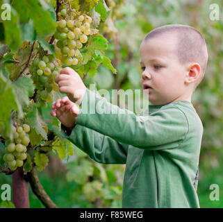 Raisins cueillis garçon dans la winery Banque D'Images