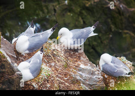 Mouettes tridactyles sur les nids Banque D'Images