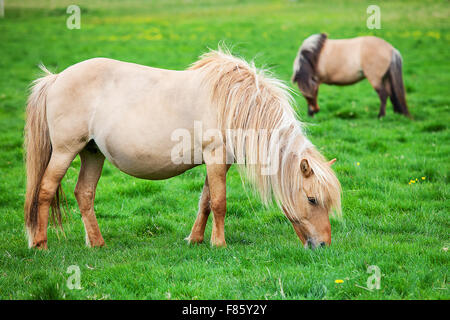 Chevaux Islandais paître sur un pré vert Banque D'Images