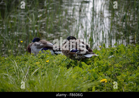 Canards mâles mallar dormir sur l'herbe verte Banque D'Images