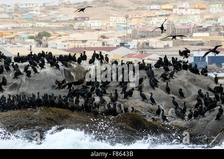 - Cape Cormorant Luderitz, Namibie, Afrique Banque D'Images