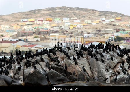 - Cape Cormorant Luderitz, Namibie, Afrique Banque D'Images