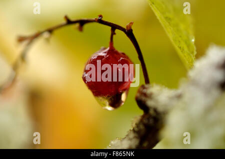La pendaison des gouttelettes d'eau de groseille rouge berry en automne Banque D'Images