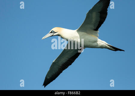 Cape de Bassan (Morus capensis) - Luderitz, Namibie, Afrique Banque D'Images