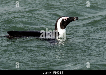 Manchot du Cap (Spheniscus demersus) - Halifax Island, Luderitz, Namibie, Afrique Banque D'Images