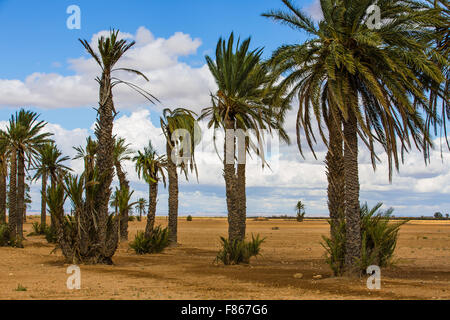 Palmiers dans la plaine à l'ouest de Marrakech. Banque D'Images