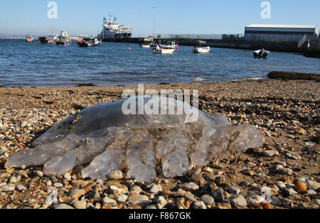 Le port de Portland Méduses Canon UK Banque D'Images