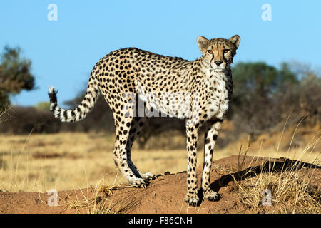 Le Guépard (Acinonyx jubatus) [] captifs - Sanctuaire de réadaptation Africat, Okonjima, Namibie, Afrique Banque D'Images