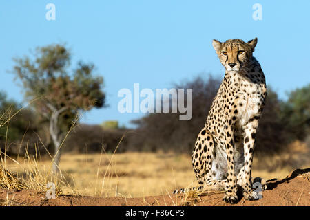 Le Guépard (Acinonyx jubatus) [] captifs - Sanctuaire de réadaptation Africat, Okonjima, Namibie, Afrique Banque D'Images