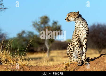 Le Guépard (Acinonyx jubatus) [] captifs - Sanctuaire de réadaptation Africat, Okonjima, Namibie, Afrique Banque D'Images