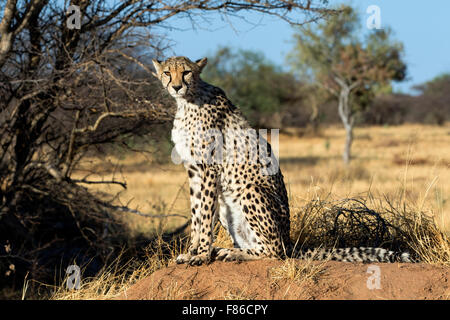 Le Guépard (Acinonyx jubatus) [] captifs - Sanctuaire de réadaptation Africat, Okonjima, Namibie, Afrique Banque D'Images