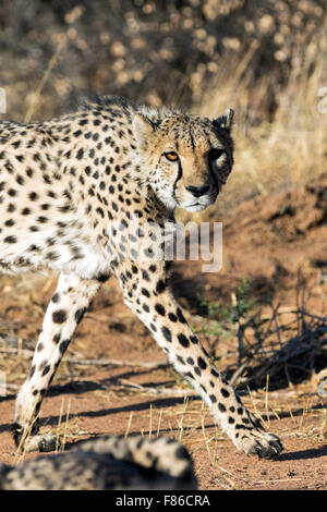 Le Guépard (Acinonyx jubatus) [] captifs - Sanctuaire de réadaptation Africat, Okonjima, Namibie, Afrique Banque D'Images