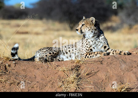 Le Guépard (Acinonyx jubatus) [] captifs - Sanctuaire de réadaptation Africat, Okonjima, Namibie, Afrique Banque D'Images