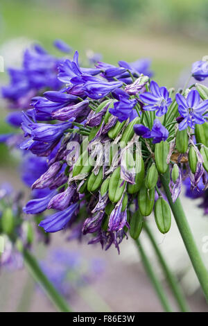 Agapanthus 'Maria' seedheads. Banque D'Images