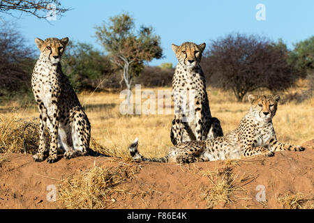 Le Guépard (Acinonyx jubatus) [] captifs - Sanctuaire de réadaptation Africat, Okonjima, Namibie, Afrique Banque D'Images