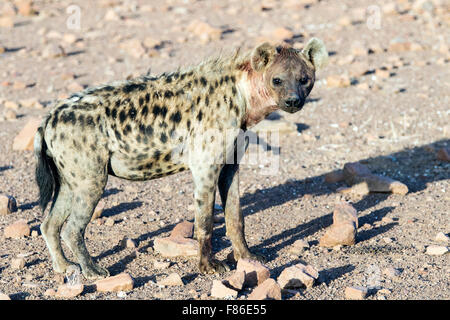 L'Hyène tachetée (Crocuta crocuta) - Desert Rhino camp, Namibie, Afrique Banque D'Images