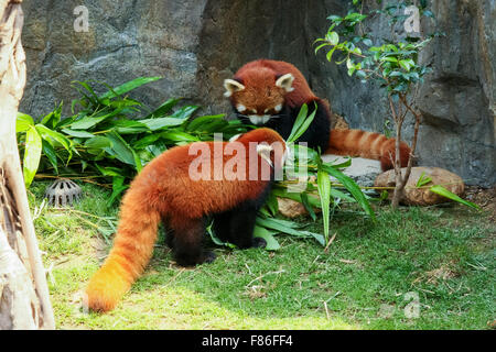 Deux pandas rouges mignon bambou manger Banque D'Images