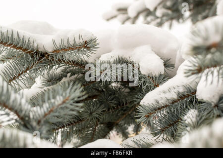 Hiver neige fraîche couvre les aiguilles de pin et des branches d'un pin ou sapin vert dans la saison d'hiver Banque D'Images