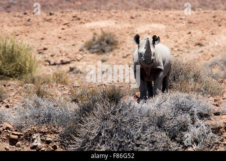 Rhinocéros noir - Desert Rhino camp, Palmwag Concession, Damaraland, Namibie, Afrique Banque D'Images