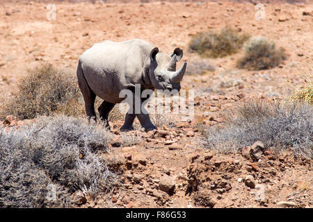 Rhinocéros noir - Desert Rhino camp, Palmwag Concession, Damaraland, Namibie, Afrique Banque D'Images