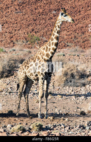 Le sud de Girafe (Giraffa camelopardalis) - Desert Rhino camp - Damaraland, Namibie, Afrique Banque D'Images