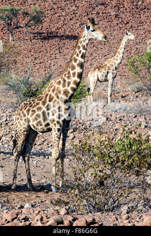 Le sud de Girafe (Giraffa camelopardalis) - Desert Rhino camp - Damaraland, Namibie, Afrique Banque D'Images