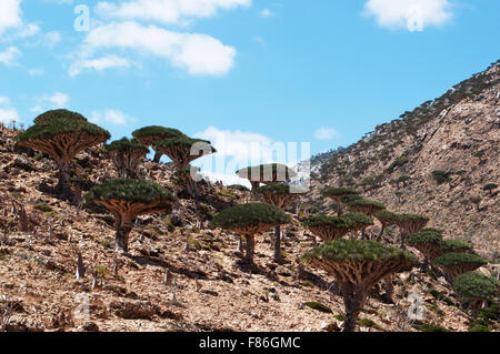 L'île de Socotra, au Yémen, au Moyen-Orient, de la nature et du paysage : aperçu de la Sang de dragon dans la forêt Des arbres, la biodiversité unique du Plateau Homhil Banque D'Images