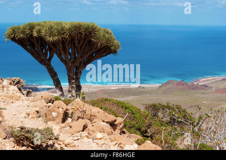 Île de Socotra, au Yémen, en vue de Homhil Plateau : le sang du Dragon et la mer d'arbres Banque D'Images