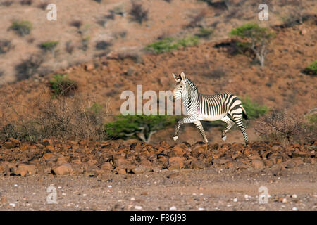 Zèbre de montagne de Hartmann (Equus zebra hartmannae) - Omatendeka Conservancy - Damaraland, Namibie, Afrique Banque D'Images