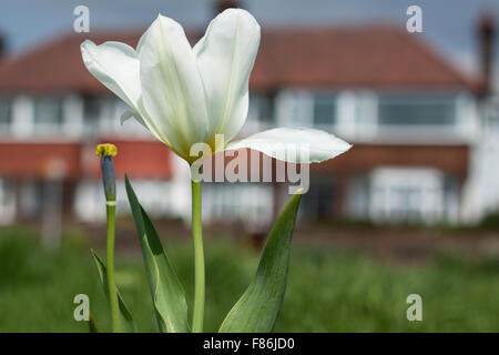 Tulipe sur le fond de la chambre. Banque D'Images