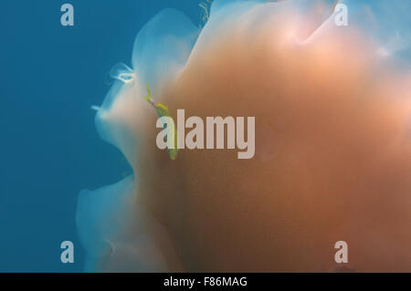 Jellyfishб À CRINIÈRE DE LION Les méduses géantes ou les cheveux en gelée (Cyanea capillata, Cyanea arctica) Mer de Chine du Sud, l'île de Redang Banque D'Images