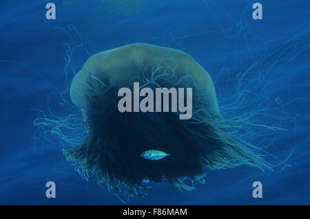 Jellyfishб À CRINIÈRE DE LION Les méduses géantes ou les cheveux en gelée (Cyanea capillata, Cyanea arctica) Mer de Chine du Sud, l'île de Redang Banque D'Images