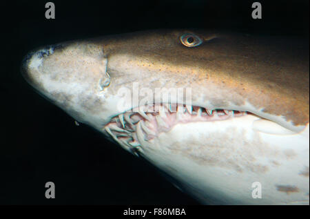 Portrait sand tiger shark, requin nourrice gris tacheté, ragged-dent de requin, ou bleu-infirmière sand tiger (Carcharias taurus) Banque D'Images