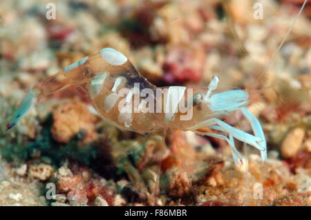 Anémone magnifique crevettes ou crevettes (Ancylomenes magnificus), Malaisie, Redang island Banque D'Images