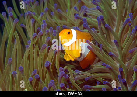 Ocellaris clownfish percula clownfish, faux ou poissons-clowns (Amphiprion ocellaris commune) Mer de Chine du Sud, Asie, Malaisie, Redang Banque D'Images