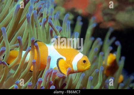 Ocellaris clownfish percula clownfish, faux ou poissons-clowns (Amphiprion ocellaris commune) Mer de Chine du Sud, Asie, Malaisie, Redang Banque D'Images